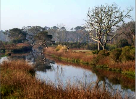 Amelia Island